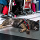 Image for article titled TSA To Phase Out Glue-Sniffing Dogs